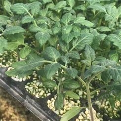 番茄苗 整齐度好 植株旺盛 商品率高 方便田间管理