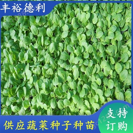 小白菜苗 有明显优势 综合抗病能力强 色泽亮 叶片绿