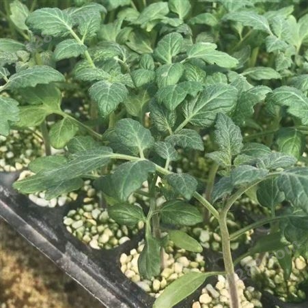 西红柿种苗厂家 丰裕 耐褪绿病 植株长势强 产量高