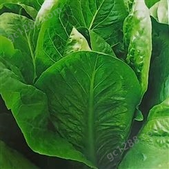 绿色生菜种子耐寒抗病 品质高 越冬品种 颜色鲜艳