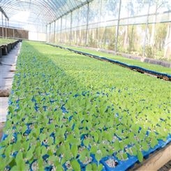 甘蓝种苗 越冬品种 植株长势强 营养价值丰富 苗率高