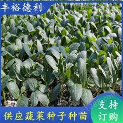 丝瓜种苗 株型好叶片颜色翠绿 商品率高 综合抗病能力强