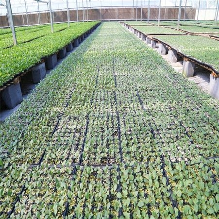 甘蓝苗厂家 丰裕 适宜多种环境种植 精品率高 叶片翠绿