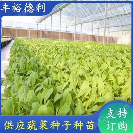 小白菜种苗 品种管理好 植株长势强 大田种植蔬菜种子