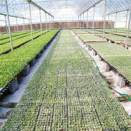 甘蓝苗厂家 丰裕 适宜多种环境种植 精品率高 叶片翠绿