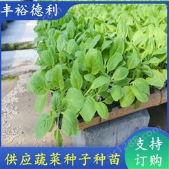 四季小白菜种苗 耐低温 水分含量低 适合密植 总产量高