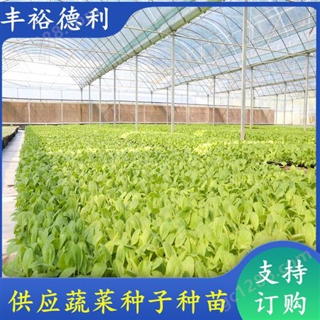 小白菜幼苗抗死棵 耐运输叶脉薄 水分含量低 适合密植